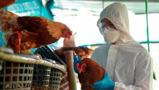 Confirmaron ocho nuevos casos de gripe aviar en la última semana - Diario El Paso
